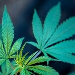 'Weeding' Out the Origins of 'Pot'