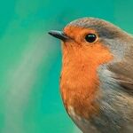 The Bird Is the Word