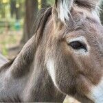 Four Words Derived from Four-Legged Friends