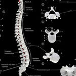 The Science of Going Small: Start With Your Sacrum
