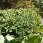 Dig Into Gardening and You'll Harvest More Than Zucchinis