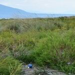 Trash Talk: Plastic at Sea Is Toxic and Terrible for You and Me