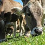 Meaty Matters: Let the Truth About Veggies Set You Free