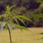 Reefer Madness Gives Way to Reefer Gladness