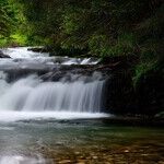 Adductors 101: How to Activate Rivers of Energy