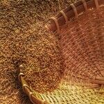 More Whole Grains