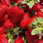 The Power of a Strawberry