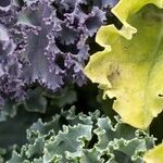 Foods to See Better