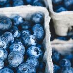 Blueberry Treasures