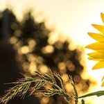 Vitamin D and COVID-19