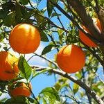 Vitamin C for Your Muscles