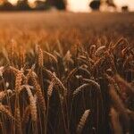 Moving Away From Ultra-Processed