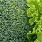 Plants and Breast Cancer