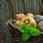 Fruits and Vegetables to Your Health