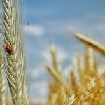 More Whole Grains