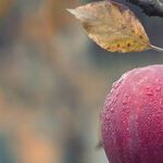 Sugar in Fruit