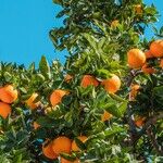 Vitamin C for Your Muscles