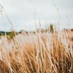 Whole Grains for Health