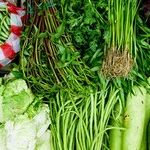 Plants on the Plate