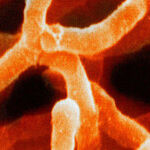 Beyond Cancer, Other Problems
