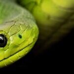 Snakes on a Petri Dish