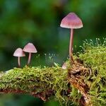 The Fungus Among Us