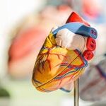 Cancer and the Heart