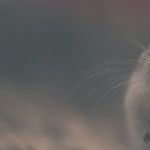 The Mouse That Soared