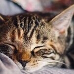 Which Came First: Migraine or Sleepless Night?