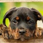 Dog Days of the Pandemic