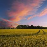 Country Living