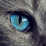 Losing Sleep Over Glaucoma