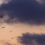 Fly by Night, or a Mice Night's Sleep