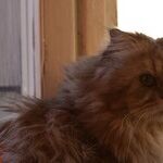 The Healing Power of Pets