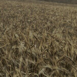 Pesticide Goes Against the Grain
