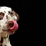 A Story of Man's Best Friend for Maybe 30,000 Years Now