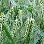 Say Goodbye to the High-Carbohydrate/Low-Fat Diet