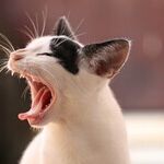 A Yawn, A Sneeze And A Crack Of The Knuckles