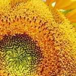 Unleashing The Body's Ability To Heal Itself
