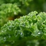 Lettuce Stop The Rise In Memory Loss