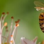 Robot Bees Are Coming -- Be Afraid