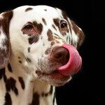 Owning A Dog Can Make Your Life Better Right Now