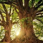 Add 'Nature as Medicine' to Your Health Prescription