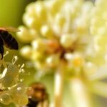 Pollen Becoming Impossible to Avoid