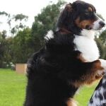 Canines Providing Much More Than Comfort