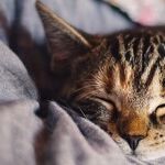 Lack of Quality Sleep Can Be a Real Killer