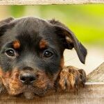 Seeing Dog Days Ahead for Science