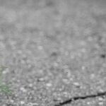 A Losing Fight With Loneliness