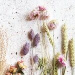 When Herbal Medicine Becomes Mainstream