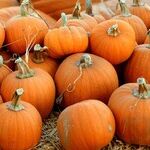 Smashing News About Pumpkins and What You Should Be Eating